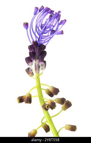Tassel hyacinth flower isolated on white background Stock Photo