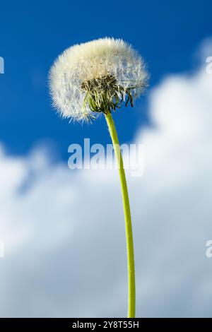 Dandelion blowball  on blue sky background Stock Photo