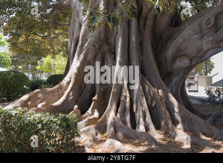 A large tree with impressive roots and dense foliage, rubber tree, Indian rubber tree (Ficus elastica), Cadiz, Cadiz, Andalusia, Spain, Europe Stock Photo