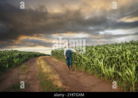 Caucasian calm male maize grower in overalls walks along corn field with tablet pc in his hands Stock Photo