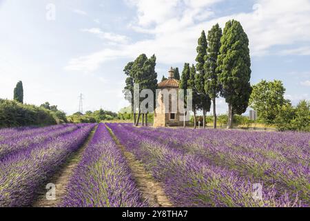 Lavender lines in Italy. Tuscany coutryside scenery landscape at sunset with sky and clouds Stock Photo