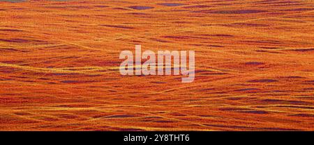 Horizontal background with copy space and Texture closeup, red Stock Photo