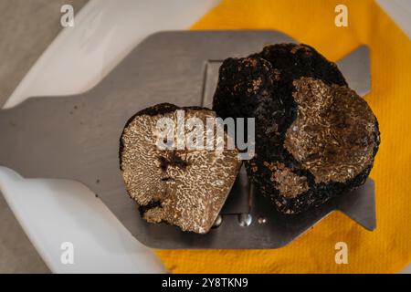 The black truffle, "tuberum aestivum" summer truffle when it's that part of the year in wich you can't have the white one. Stock Photo