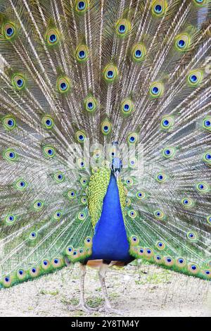 Peacock portrait, Beautiful colourful peackock feather, nobody, isolated Stock Photo