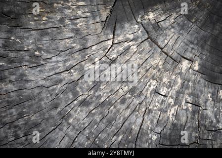 Weathered grey stump cross section background Stock Photo