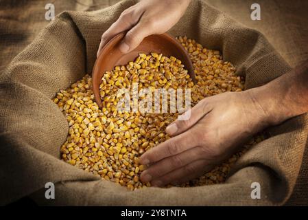 Caucasian male hands filling clay bowl with maize corns from burlap sack Stock Photo