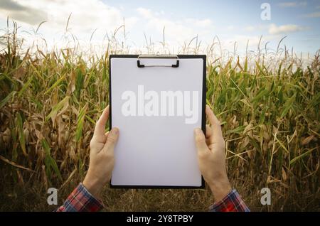 Hands holding a clipboard with blank white paper on maize corn field background summer time Stock Photo