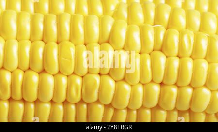 Ripe fresh organic sweet corncob closeup background Stock Photo
