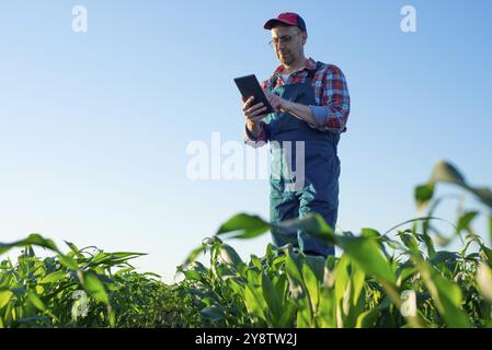 Caucasian middle age farm worker using tablet computer at maize field Stock Photo