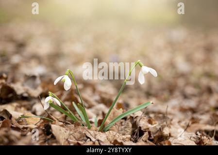 Blooming Snowdrop Galanthus first spring flowers closeup view Stock Photo