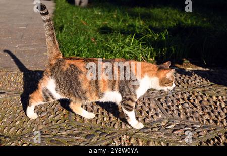 a brown black white cat walking on the stone path in sunny afternoon Stock Photo
