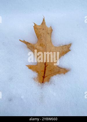 Dry oak leaf laying on the snow Stock Photo
