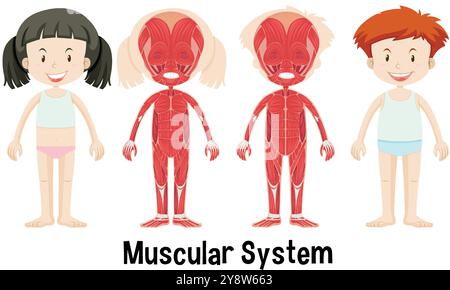 Anatomy of children's muscles with labeled parts Stock Vector