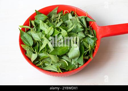 Jute leaves, green vegetable in a red plastic basket, is ready to cook. It is called pat shak in Bangladesh, a healthy diet concept. Stock Photo