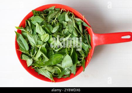 Jute leaves, green vegetable in a red plastic basket, is ready to cook. It is called pat shak in Bangladesh, a healthy diet concept. Top view. Stock Photo