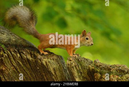 Squirrel on the lookout Stock Photo