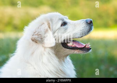 Great white Pyrenees dog outdoors headshot. Cute large white dog side view portrait. Stock Photo