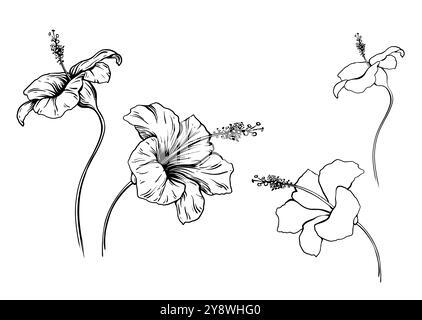Set of hibiscus Flowers vector illustration in linear hand drawing style. Continuous Line Drawing with stroke exotic plant on isolated background Stock Vector