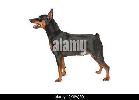 Cute miniature Pinscher dog standing on white background Stock Photo