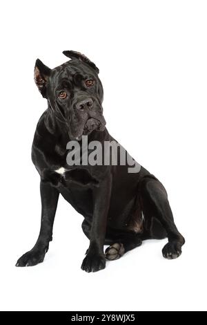 Cane Corso dog looking carefully at the camera and sitting, isolated on white background Stock Photo