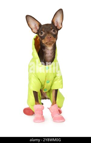 Four months old puppy the Toy Terrier dog dressed in a warm jacket and boots isolated on white background Stock Photo