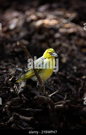 Female black-headed weaver bird, ploceus melanocephalus. This bird is perched on a branch close to the forest floor. Picked out by sunlight against a Stock Photo