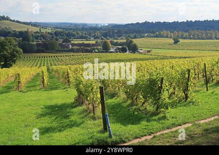 Vines at Denbies vineyard near Dorking, Surrey. Part of the UKs growing wine industry, located on the slopes of the North Downs near Box Hill. Stock Photo