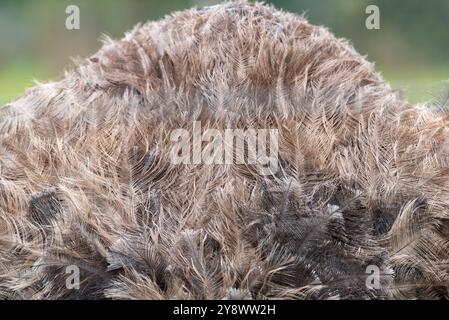 Detail of the feathers on an ostrich bird. Stock Photo