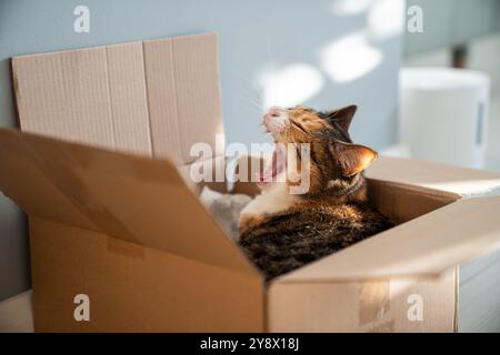 Sleepy cat yawns and dozes in cardboard box. Nap time, cozy slow life of animal, moving with pets Stock Photo
