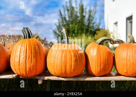Orange large Halloween pumpkins used for carving on wooden shelf for sale at market Stock Photo