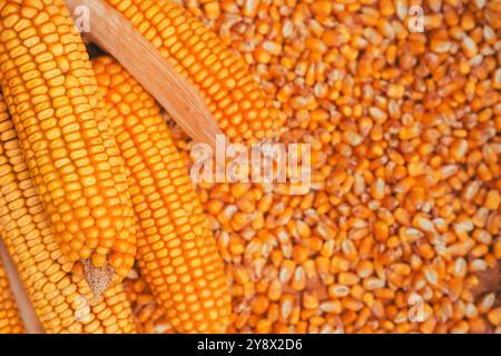 Harvested ear of corn and kernels, top view Stock Photo
