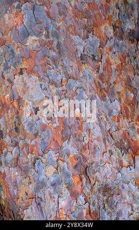 textured pine tree bark on trunk background Stock Photo