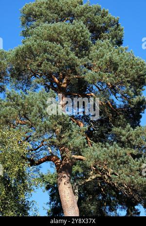 scots pine tree on blue sky background, sheringham park, north norfolk, england Stock Photo