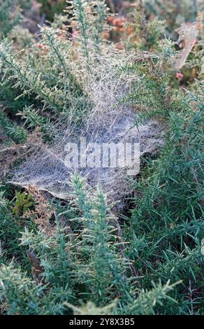 spider webs on heathland gorse plants, holt country park, norfolk, england Stock Photo