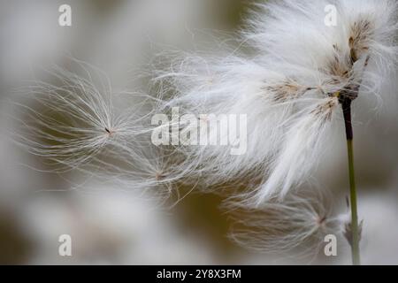 Common Cottongrass (Eriophorum angustifolium) in Isortoq, Greenland. Stock Photo