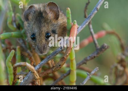 Salt Marsh Harvest Mouse, Don Edwards San Francisco Bay NWR, Newark, California, USA Stock Photo