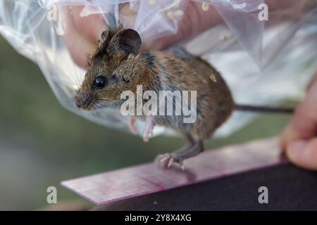 Trapping for Salt Marsh Harvest Mouse with scientist, Newark, California, USA Stock Photo