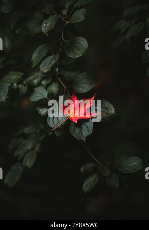Bright red maple leaf laying on branch of dark green leaves in fall. Stock Photo