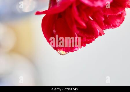 Close-up view of water drops on red Carnation Stock Photo