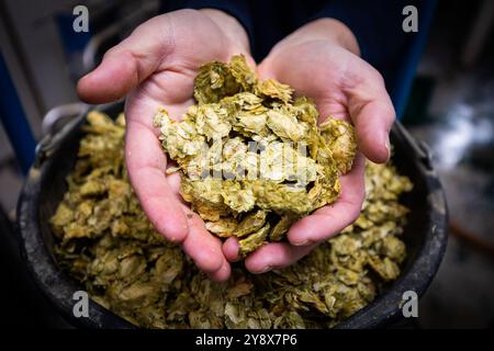 Hands holding hops Stock Photo