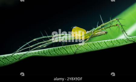 Green lynx spider with yellow abdomen is standing on a green leaf with a black background. Stock Photo