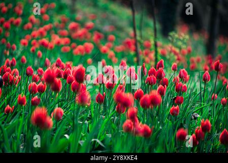 Red wild Tulip fields in the surroundings of the Govone Castle. Stock Photo