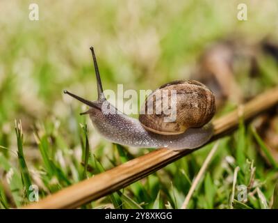 snail on a branch Stock Photo
