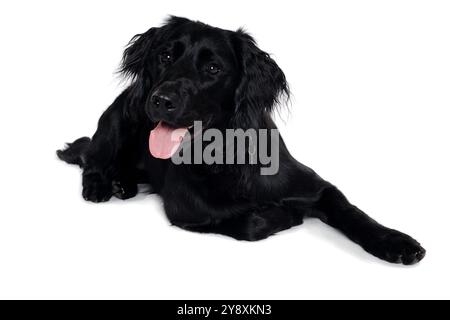 Happy Flat-Coated Retriever dog isolated on at clean white background Stock Photo