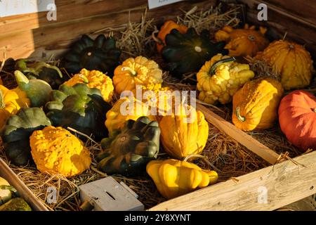 Stall of vibrant pumpkins and gourds in various shapes and textures, arranged on straw, showcasing a natural autumn harvest scene. Stock Photo