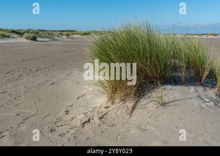 beach grass tufts on the north sea coast of the netherlands Stock Photo