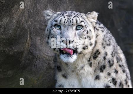 Closeup up of an adult male snow leopard, Panthera uncia. Portrait showing full face and curled tongue. Dark rocky background. Stock Photo