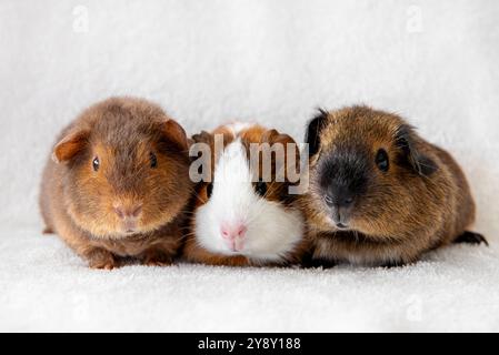 The guinea pig or domestic guinea pig, Cavia porcellus known as the cavy or domestic cavy. Three young pets in a row, breed called teddy, traditional. Stock Photo