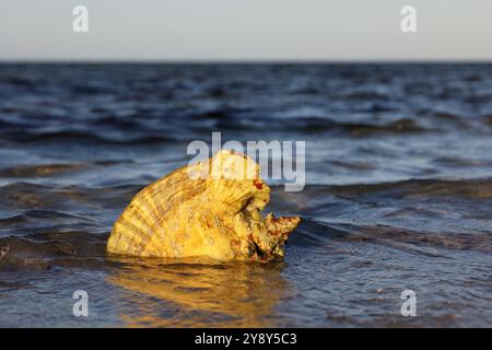 Big old seashell in sea waves. Travel and beach vacation Stock Photo