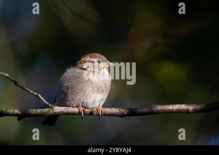 Close, front view of a wild, UK, female house sparrow bird (Passer domesticus) perched on a woodland branch enjoying the autumn sunlight. Stock Photo